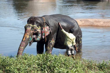 Indian Elephant