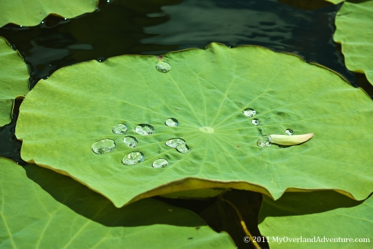 Mareeba Wetlands