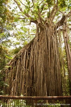 Cathedral Fig Tree