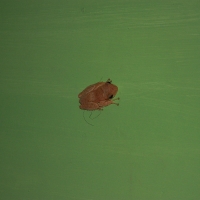 Frog in room