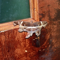 Large Moth
