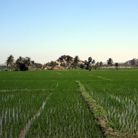 Hampi - Anegundi
