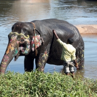 Indian Elephant