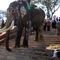 Indian Elephant
