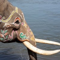 Decorated Face